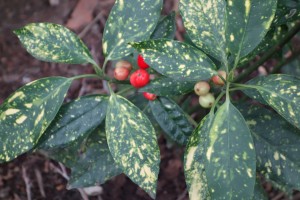 aucuba DSC00495