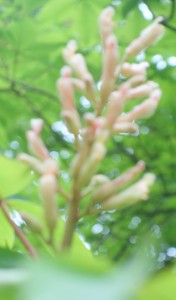 aesculus flava DSC08281