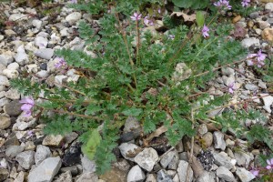 erodium cicutarium DSC07748