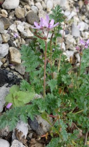 erodium cicutarium DSC07749