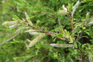 genista pilosa DSC09143