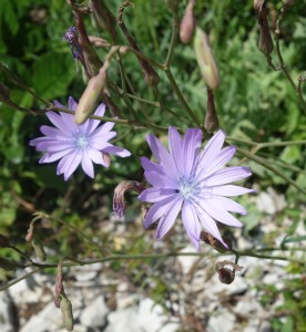 lactuca perennis DSC08696