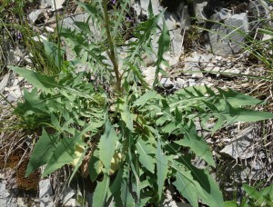 lactuca perennis DSC08700