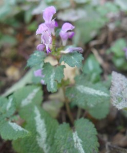 lamium maculatum DSC08818