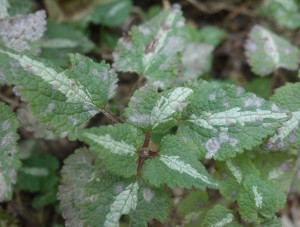 lamium maculatum DSC08819