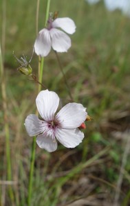 linum tenuifolium DSC09111