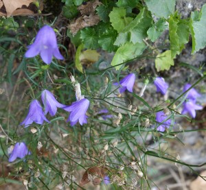 campanula rotundifolia DSC01915