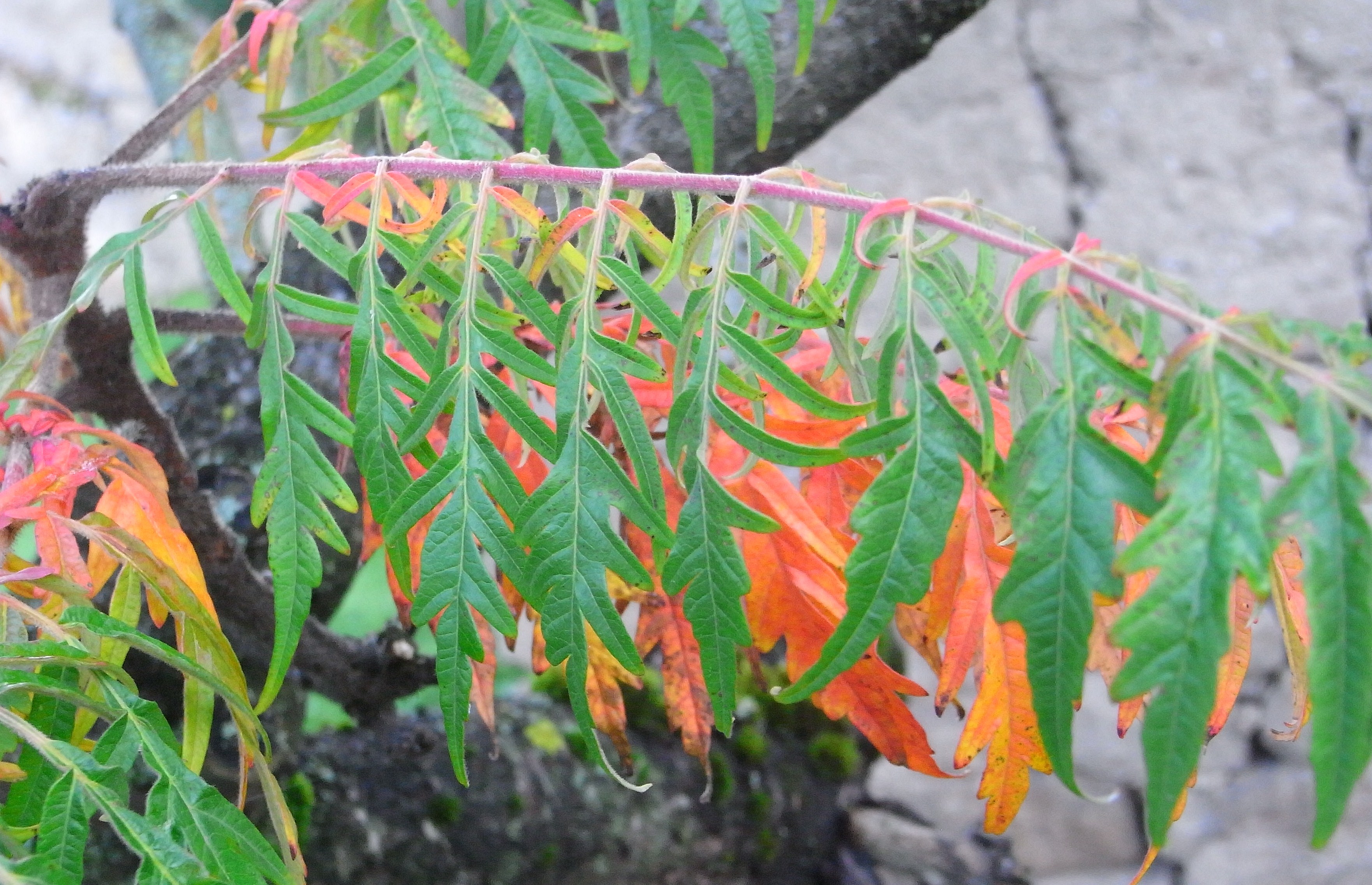 Sumac amarante, Sumac de Virginie Ma Botanique