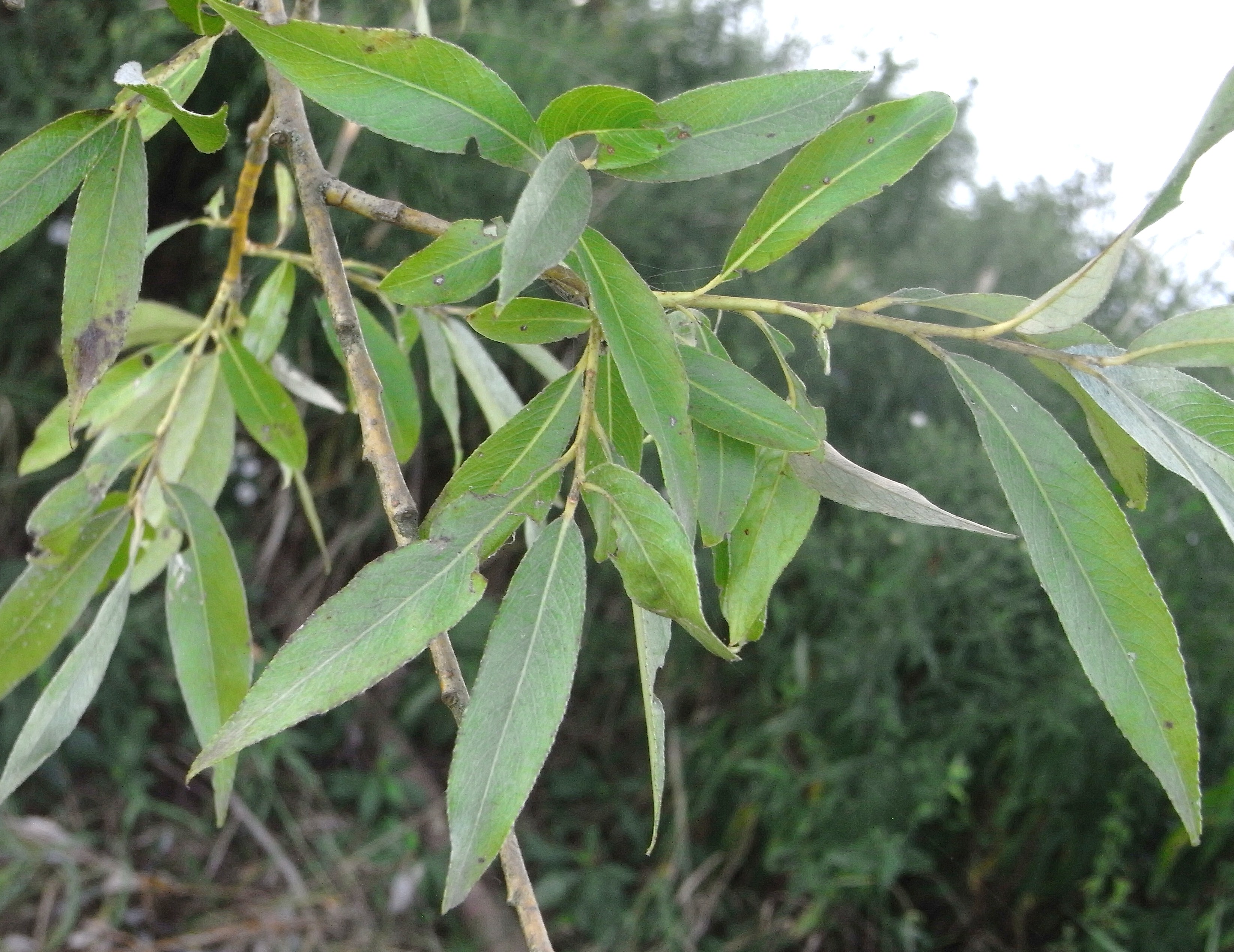 Saule blanc,Osier blanc, Saule argenté, Vinsier Ma Botanique