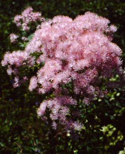 Thalictrum aquilegifolium PICT0013