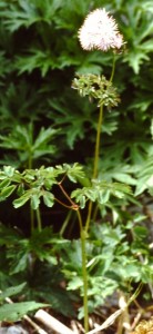 thalictrum aquilegifolium PICT2618