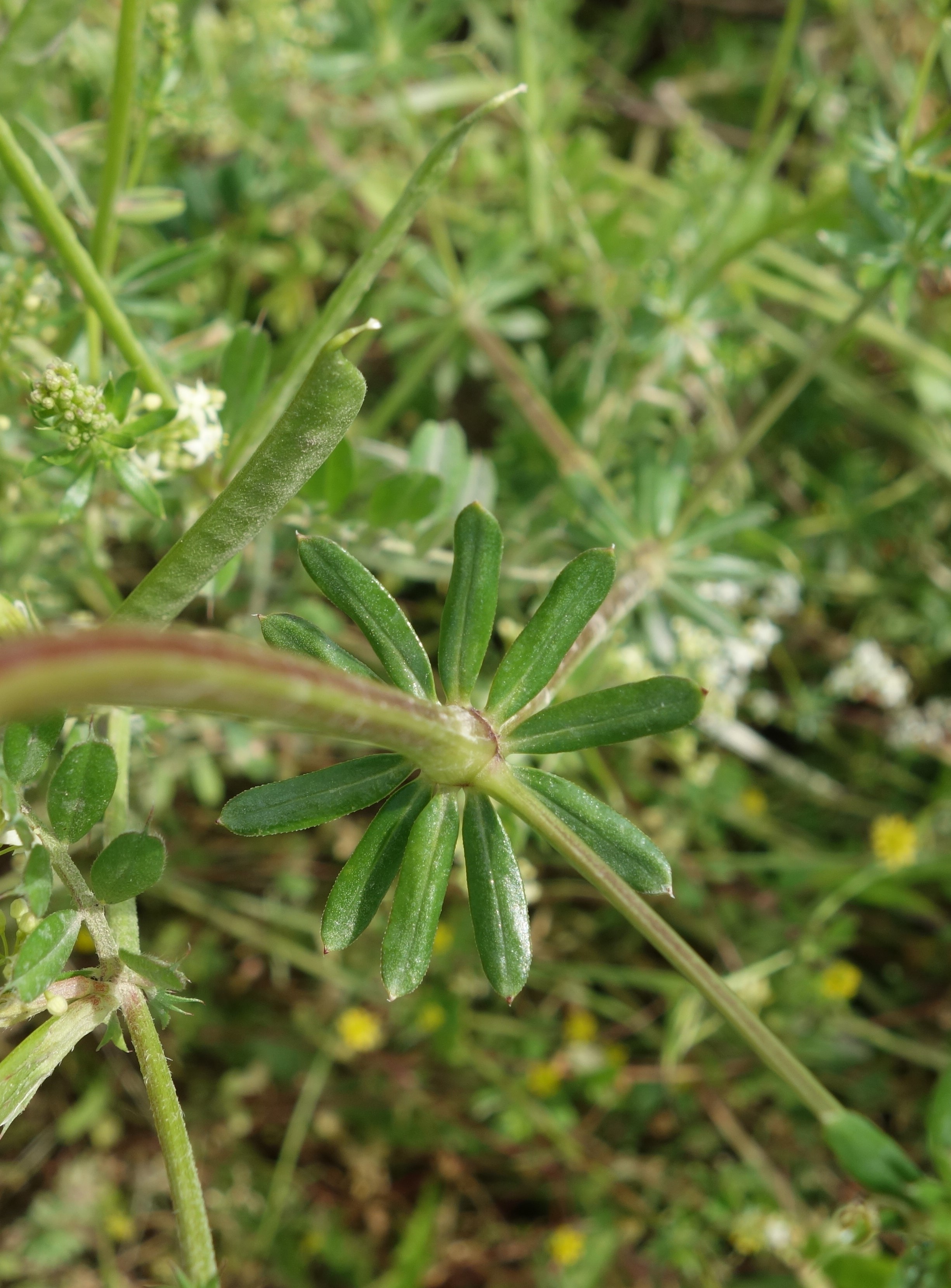 Gaillet blanc Ma Botanique