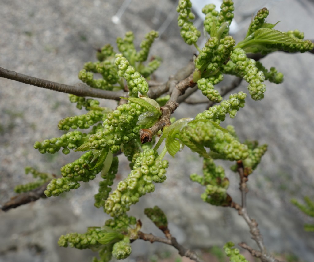 Mûrierplatane Ma Botanique