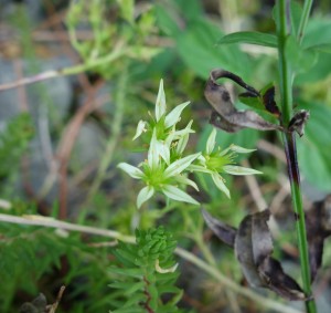 sedum anopetalum DSC04643