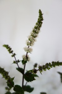 mentha viridis DSC04734