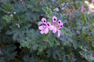 pelargonium quercifolium DSC05238