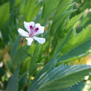 pelargonium tricuspidatum DSC05270