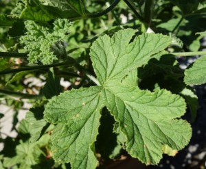 pelargonium vitifolium DSC05278