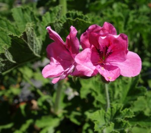 pelargonium vitifolium DSC05279