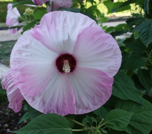 hibiscus-moscheutos-dsc05131