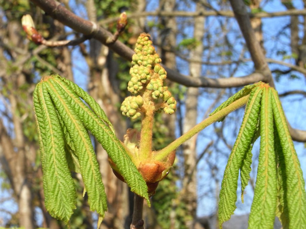 Marronnier commun, Marronnier d’Inde Ma Botanique