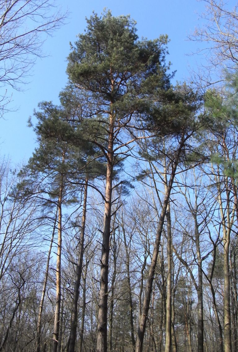 Pin sylvestre Ma Botanique