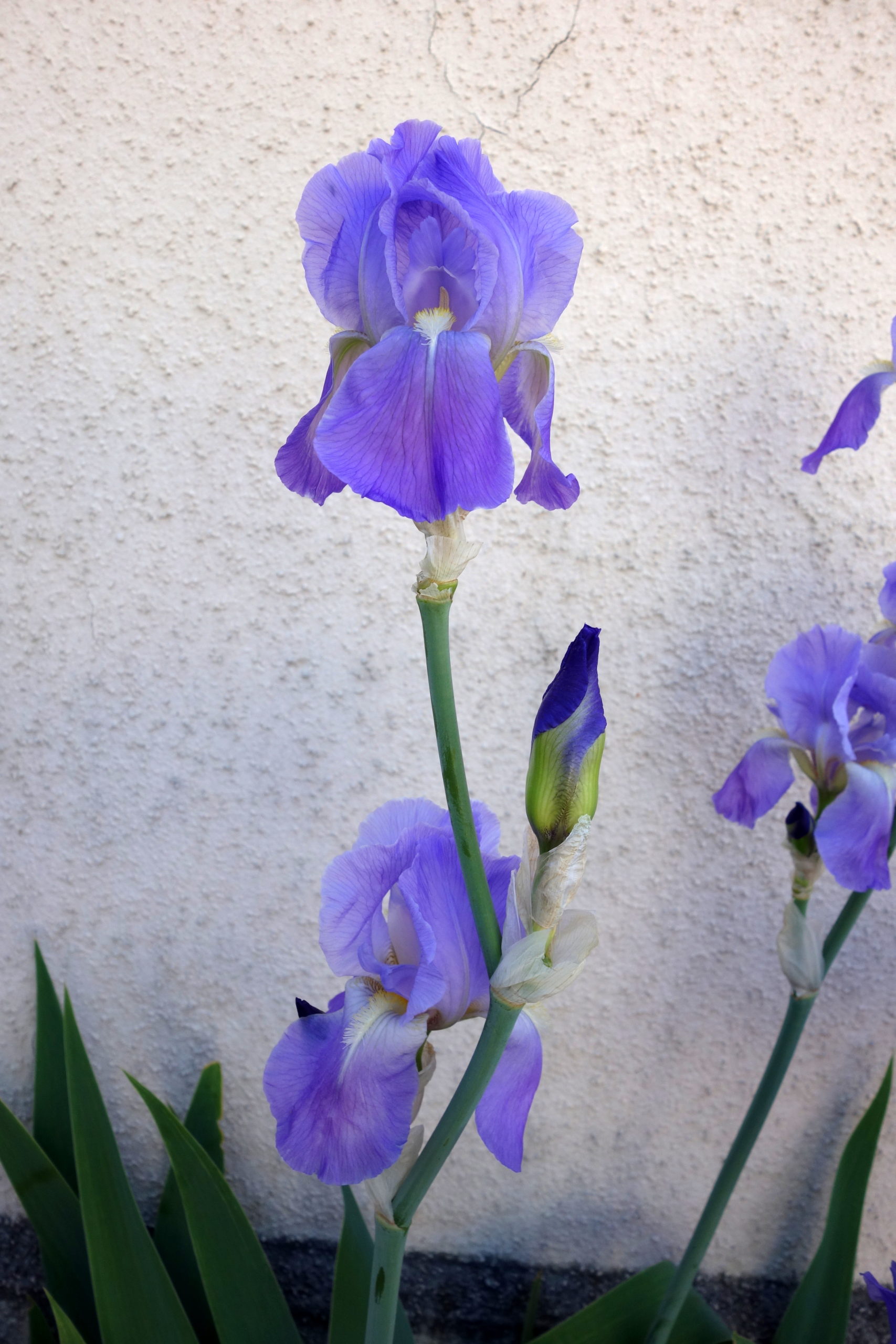 Iris pâle Ma Botanique