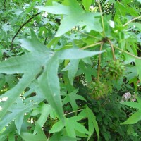 Liquidambar oriental, Copalme d&rsquo;Orient