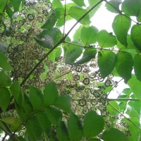 Angélique du Japon,  Aralia élevée