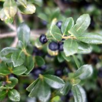 Houx crénelé, Houx du Japon