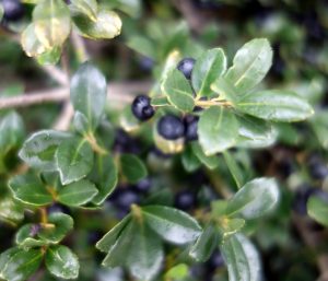 ilex-crenata-dsc02151