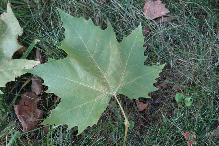 Platane hybride, à feuilles d’érable Ma Botanique