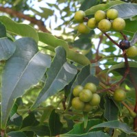 Phellodendron de l’Amour, Arbre au liège de l’Amour