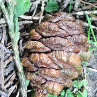 Séquoia géant,  Wellingtonia gigantea, Big trea