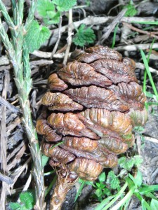 sequoiadendron giganteum