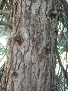 sequoia dendron giganteum