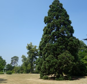 sequoiadendron gigateum paris bag. DSC08869