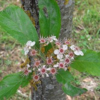 Aubépine de Lavallé