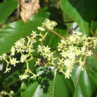 Raisinier de Chine, Hovénie sucrée