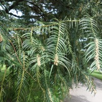 Cephalotaxus, Pin queue de vache