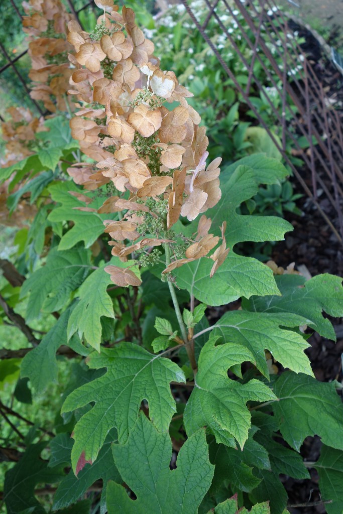 Hortensia à feuilles de chêne Ma Botanique