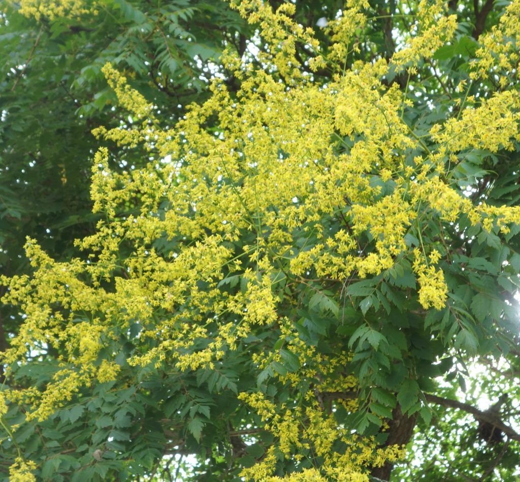 Savonnier de Chine Arbre  aux lanternes Arbre   pluie d 