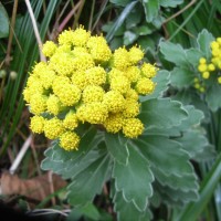 Chrysanthemum pacificum