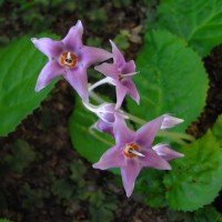 Conondron ramondoides