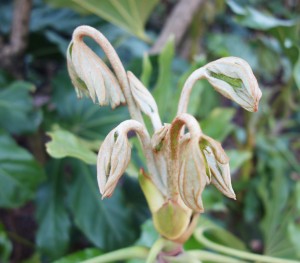 fatsia DSC03129 (2)