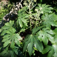 Fatsia japonica, Yasude, Aralia du Japon