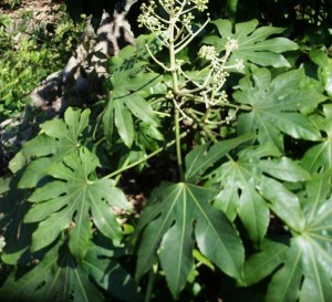 fatsia R0010638