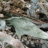 Quinoa, Riz du Pérou