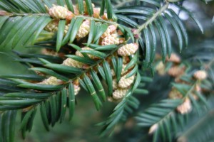 torreya nucifera