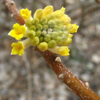 Edgeworthie  à fleurs d’or, Buisson de papier